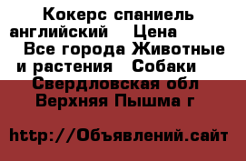 Кокерс спаниель английский  › Цена ­ 4 500 - Все города Животные и растения » Собаки   . Свердловская обл.,Верхняя Пышма г.